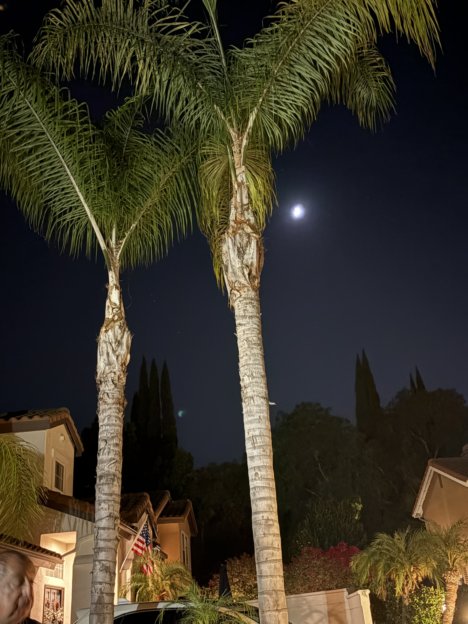 Palm trees are just cooler