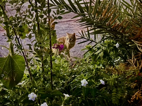 Streetcat in Esfahan