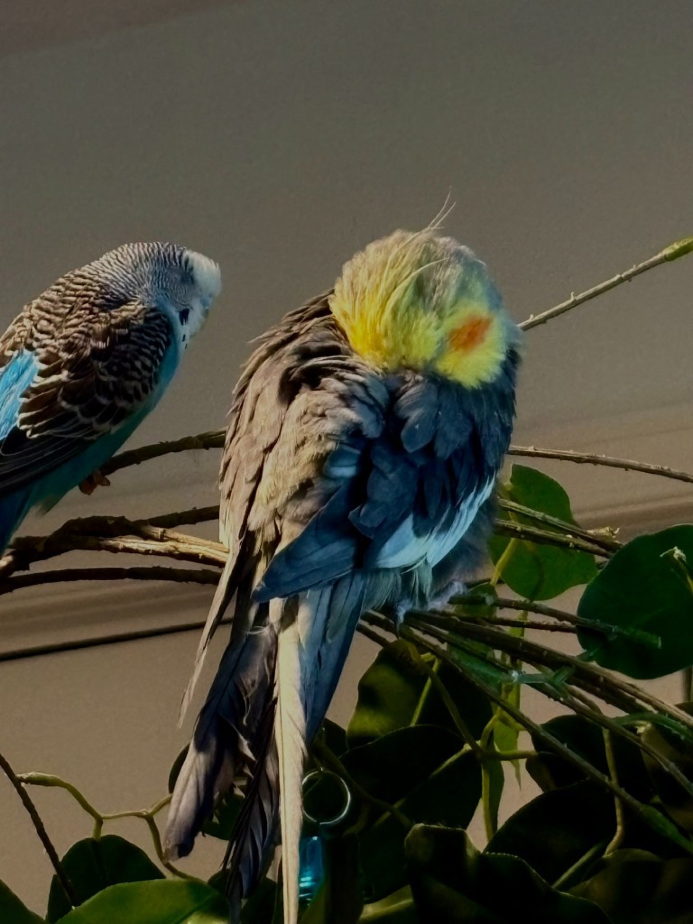 My friend's grumpy bird